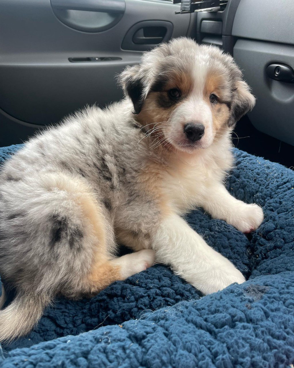 Agi - Australian Shepherd Puppy